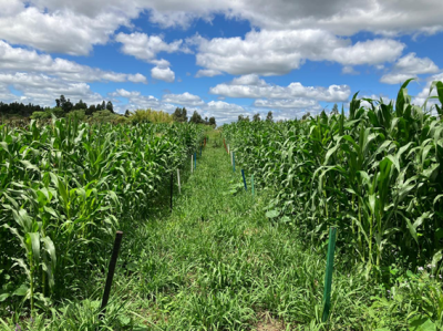 UFFS - Campus Laranjeiras do Sul integra projeto de pesquisa sobre sistemas de plantio direto orgânico